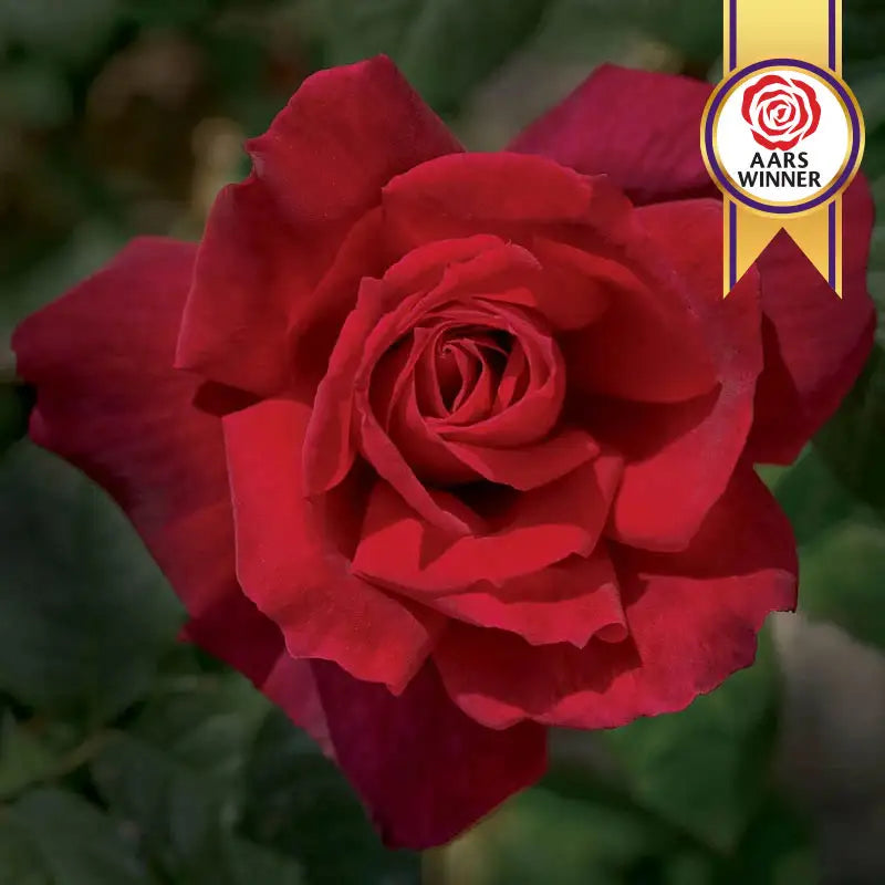 Chrysler Imperial Hybrid Tea Rose