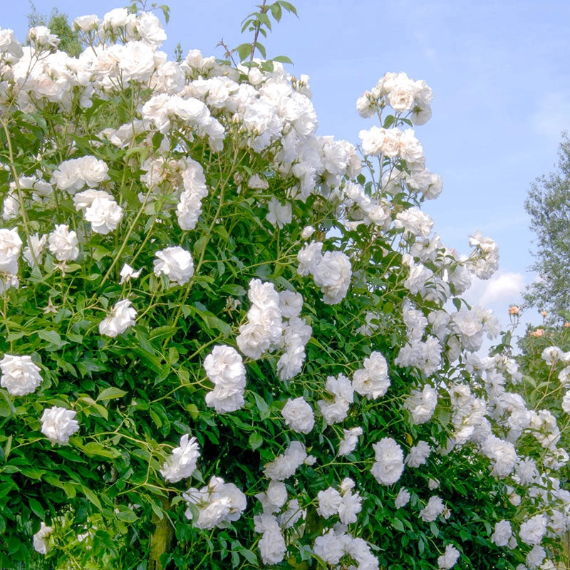 Climbing Roses for Sale | Shop Roses | Spring Hill – Spring Hill Nursery