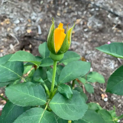 Midas Touch Hybrid Tea Rose