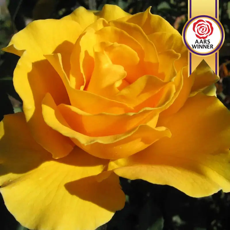 Midas Touch Hybrid Tea Rose