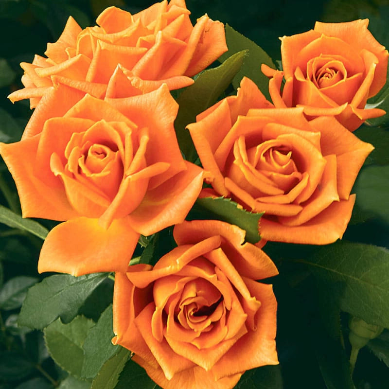 Floribunda Roses - Beautiful Floribundas for Sale | Spring Hill ...