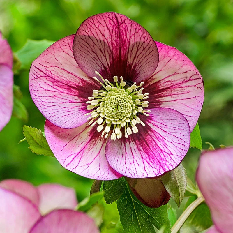 Fresco Hellebore