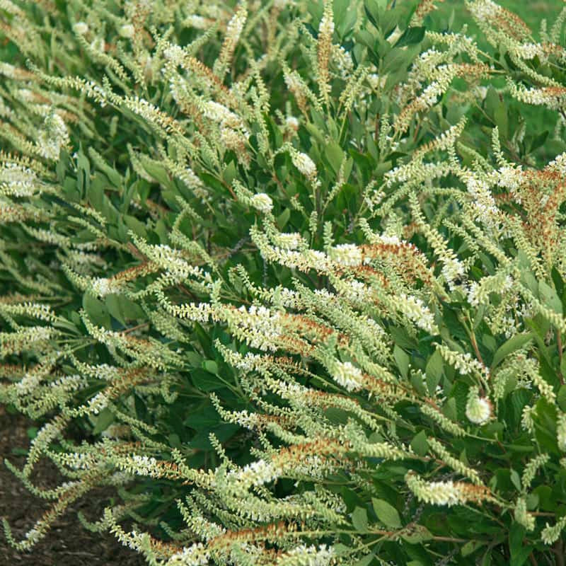 Summer Sparkler Clethra