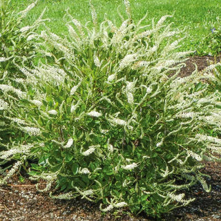 Summer Sparkler Clethra