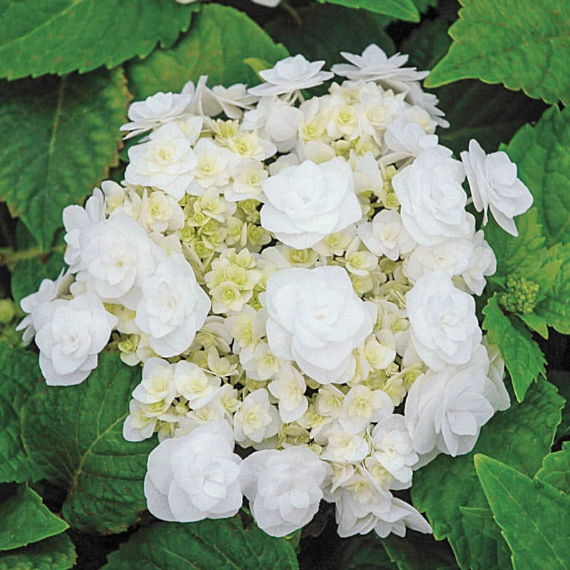 Wedding Gown Hydrangea