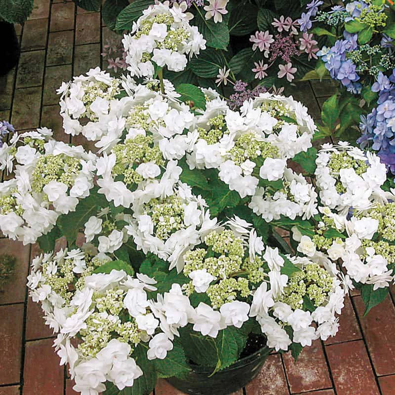 Hydrangea Fairytrail™ White Cascade Hydrangea | Jackson & Perkins