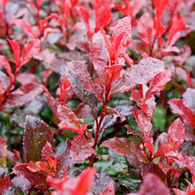 Fire Fantasy Photinia