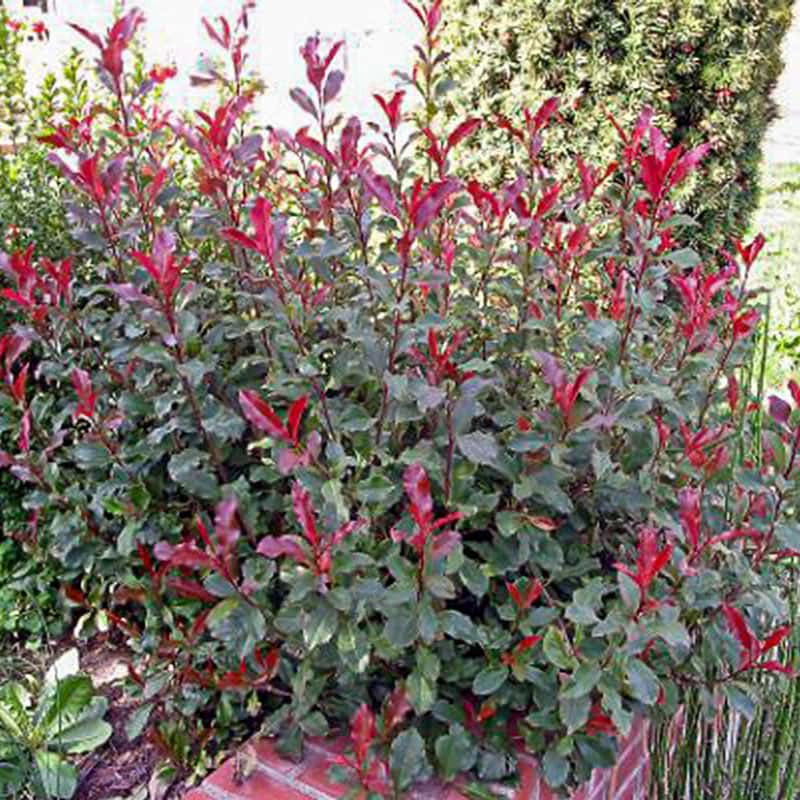 Fire Fantasy Photinia