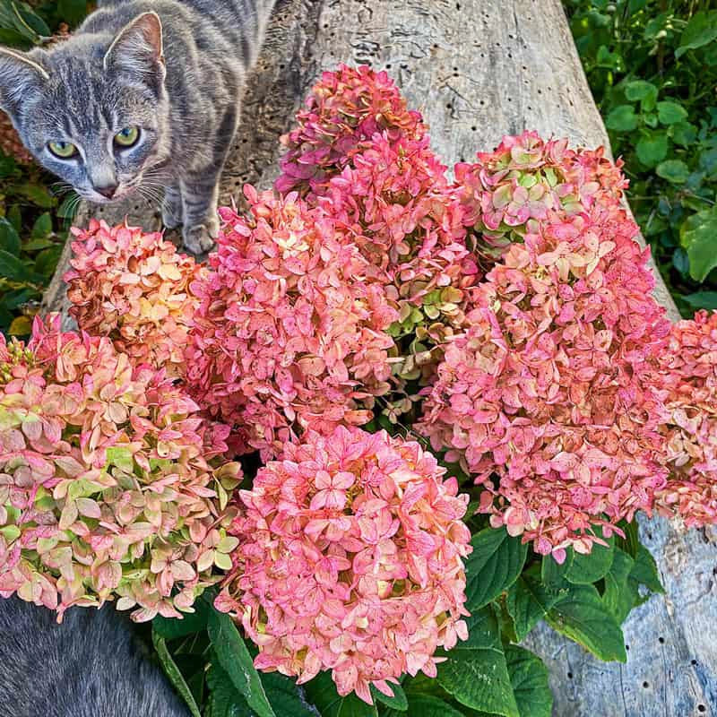 Magical® Candle Hydrangea