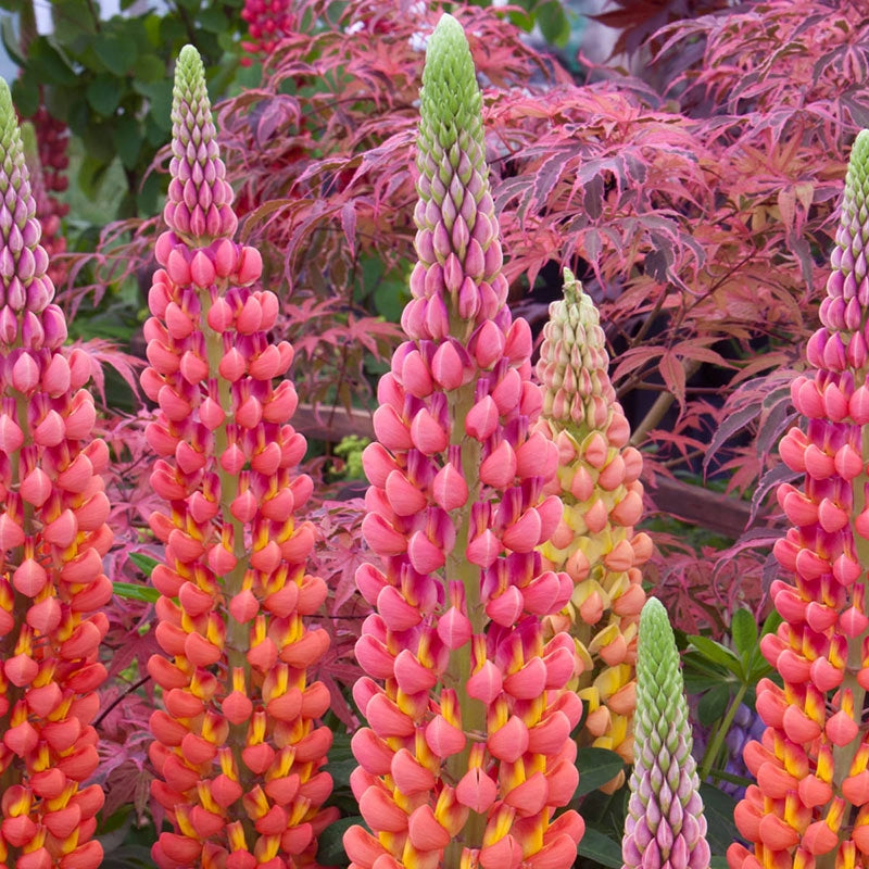 Westcountry™ Terracotta Lupine