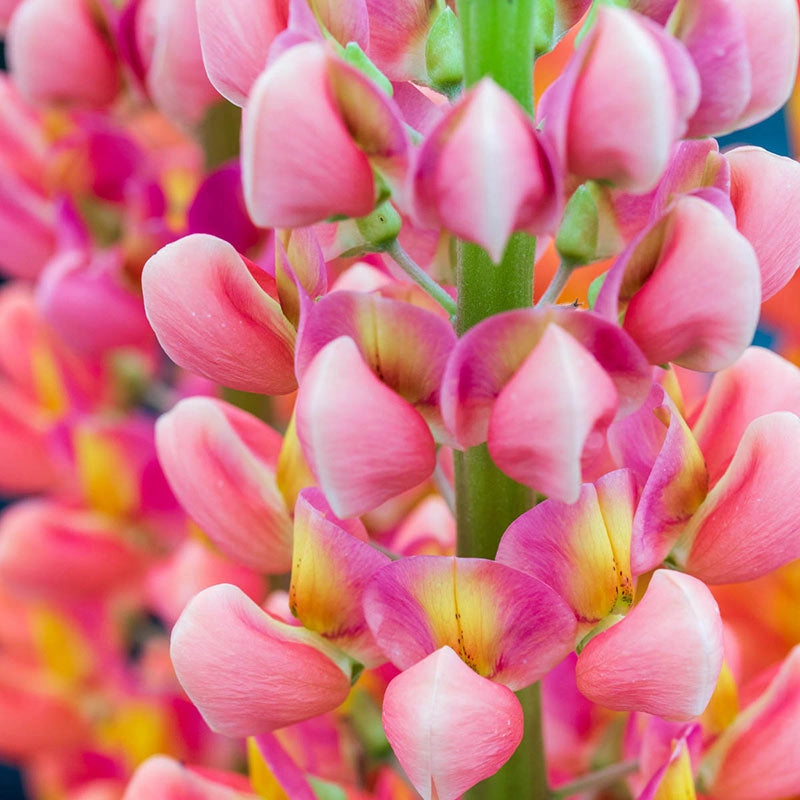 Westcountry™ Terracotta Lupine