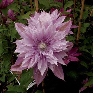 Clematis Harmony