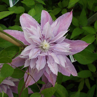 Clematis Harmony