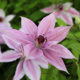 Clematis Harmony