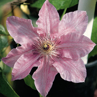 Clematis Harmony