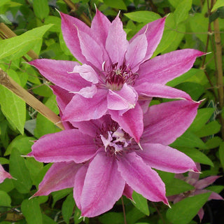 Clematis Harmony