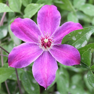 Clematis Sigrid