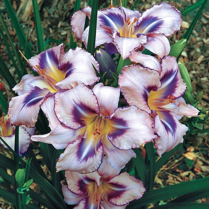 Destined To See Fragrant Daylily
