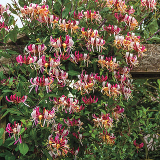 Fragrant Cloud Honeysuckle