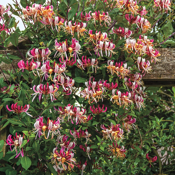 Fragrant Cloud Honeysuckle | Spring Hill Nurseries