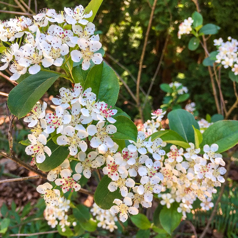 Viking Aronia Berry