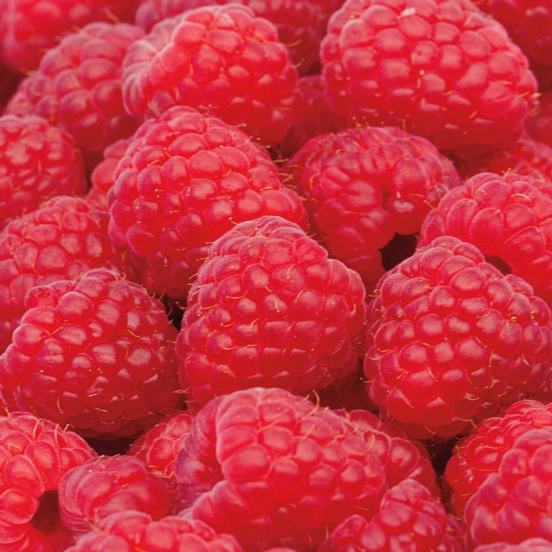 Sweet Repeat Red Raspberry | Spring Hill Nurseries