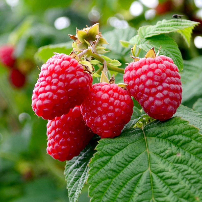 Sweet Repeat Red Raspberry | Spring Hill Nurseries – Spring Hill Nursery