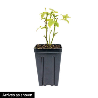 Sweet Repeat™ Red Raspberry