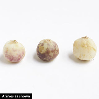 Wood Hyacinths Mixed