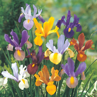 Dutch Iris Mix