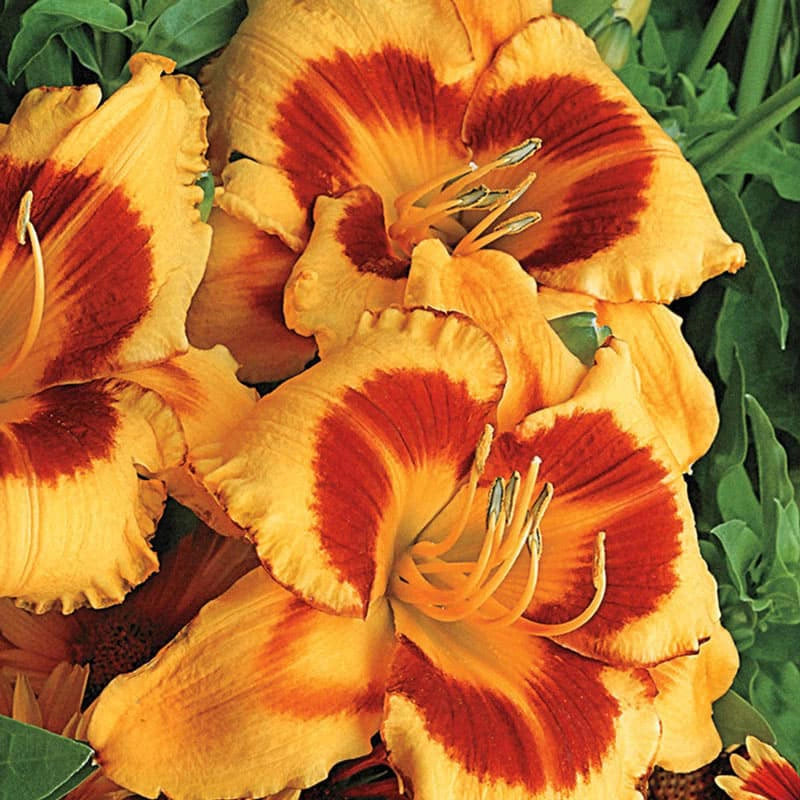 Fooled Me Daylily