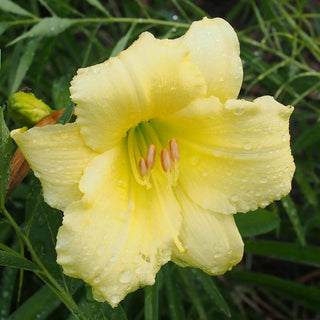 Fragrant Returns Jumbo Daylily