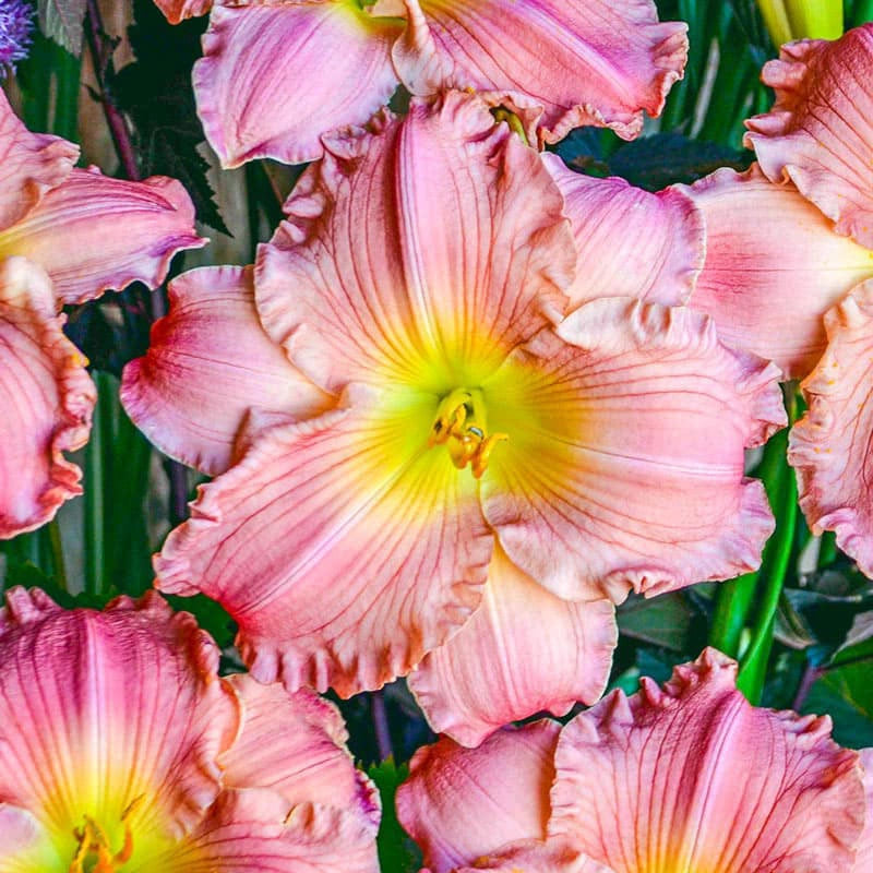 Jolyene Nichole Jumbo Daylily