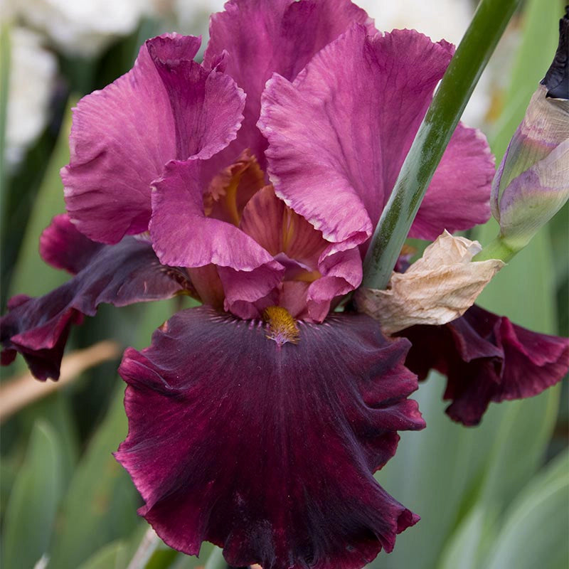 Medici Prince Iris