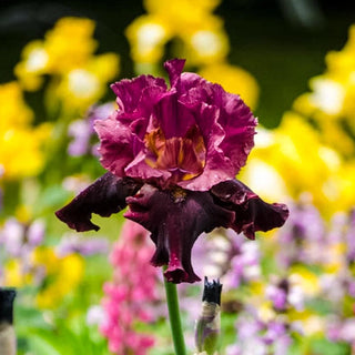 Medici Prince Iris