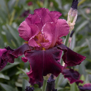 Medici Prince Iris