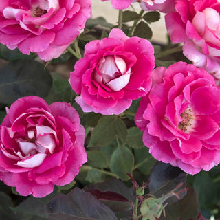 Picture Perfect™ Hybrid Tea Rose