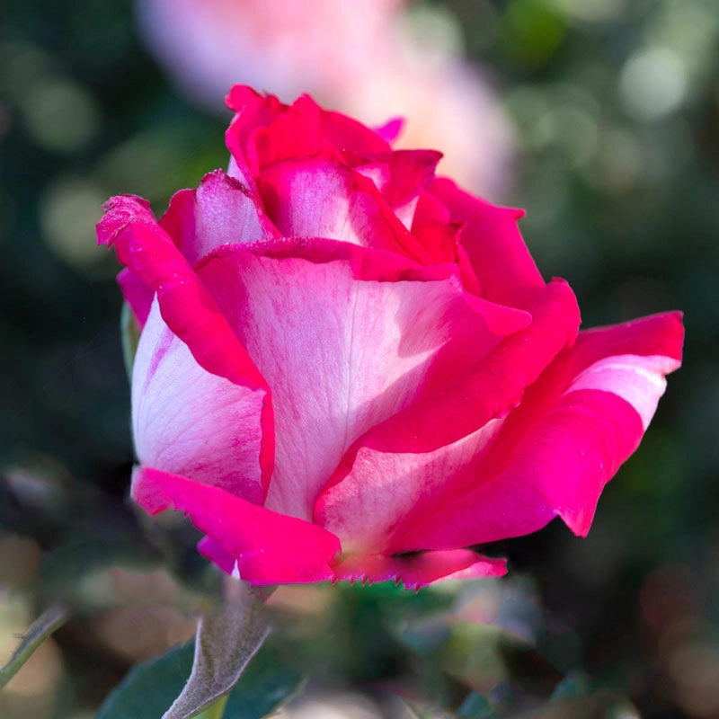 Picture Perfect Hybrid Tea Rose | Spring Hill Nurseries – Spring Hill ...