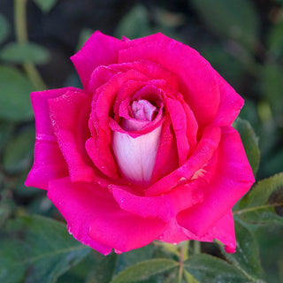Picture Perfect™ Hybrid Tea Rose