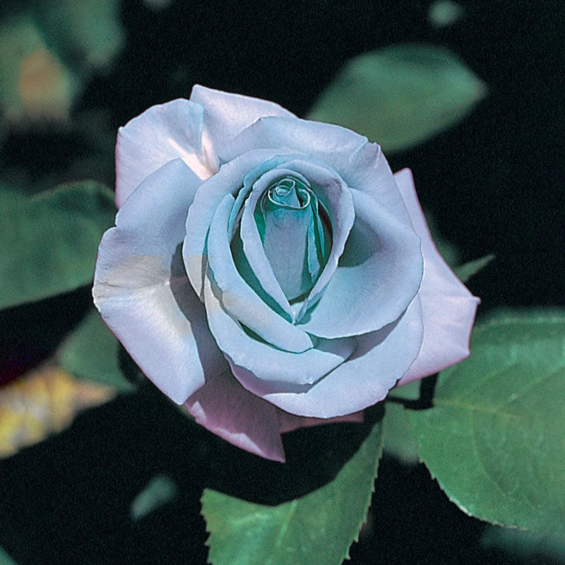 Jumbo Blue Girl Hybrid Tea Rose