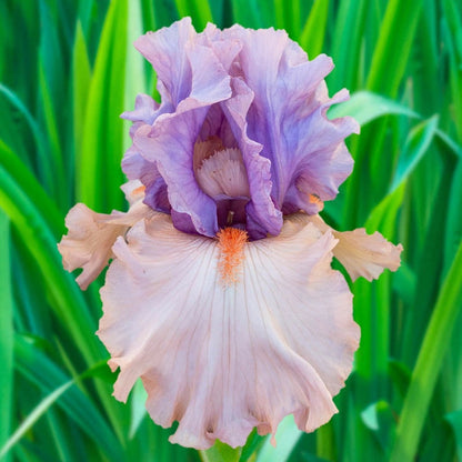 La Scala Bearded German Iris