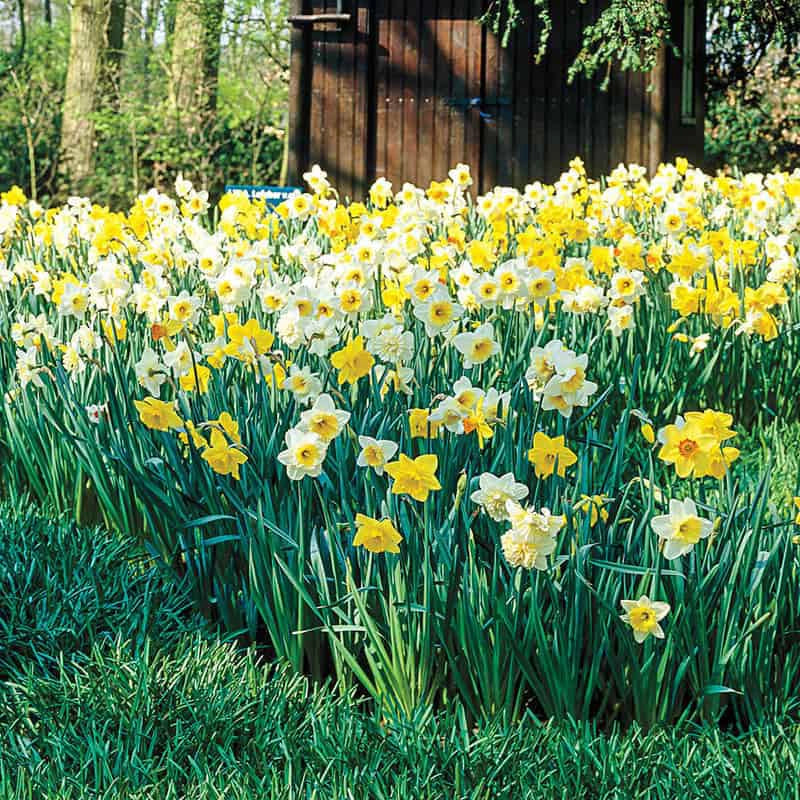 Daffodils selling 3