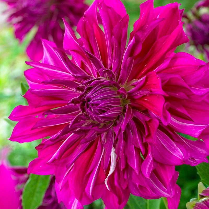 Purple Taiheijo Dahlia