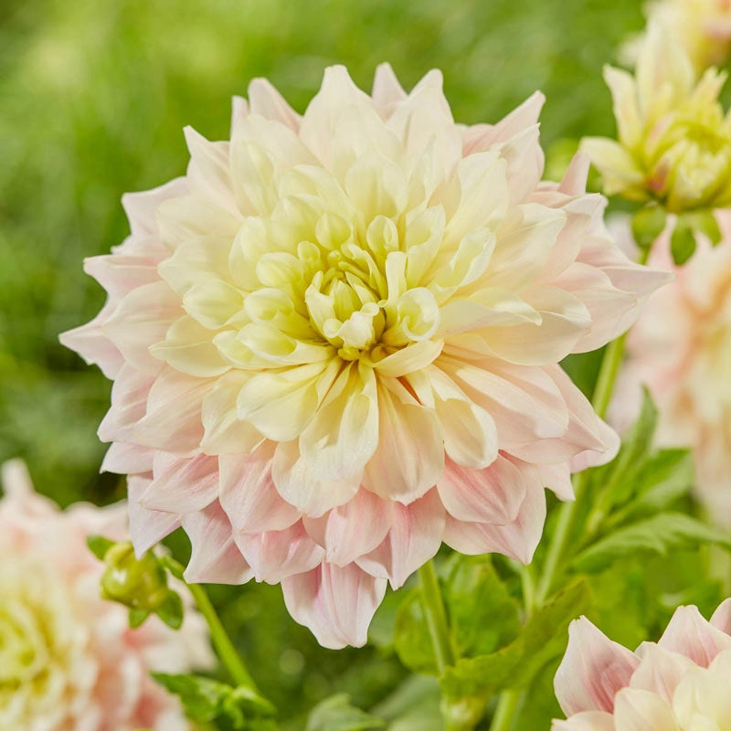 Break Out Dahlia