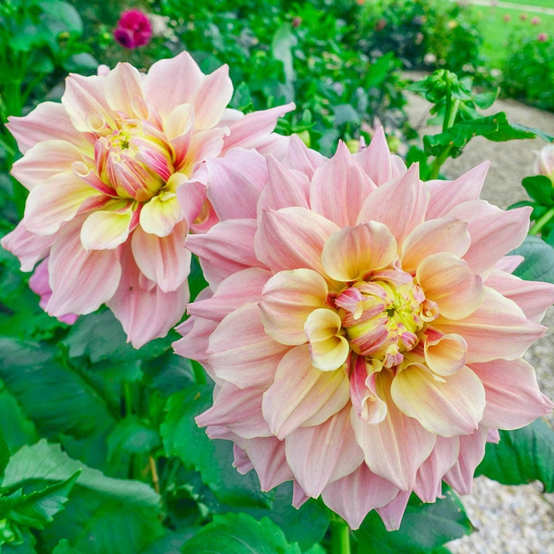 Break Out Dahlia