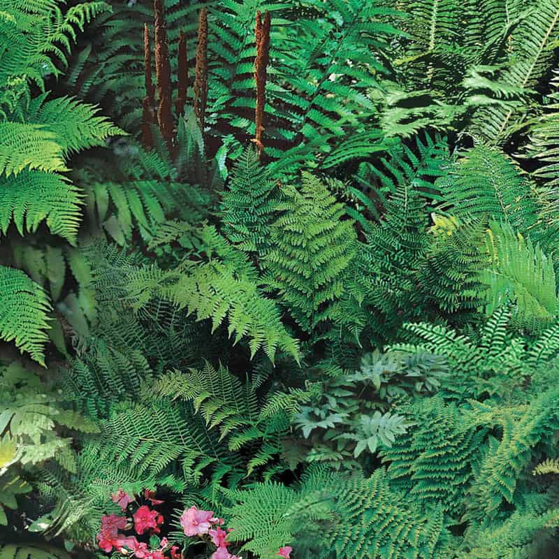 Mixed Hardy Ferns