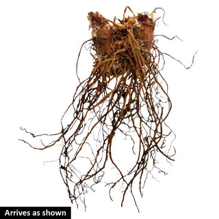 Mixed Astilbe Bargain Bag