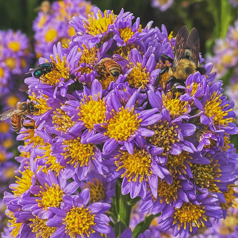 Asterspring Branches Jindai Aster - Shop Asters | Spring Hill – Spring Hill Nursery