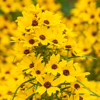 First Light Helianthus