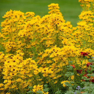 First Light Helianthus
